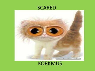 SCARED
KORKMUŞ
 