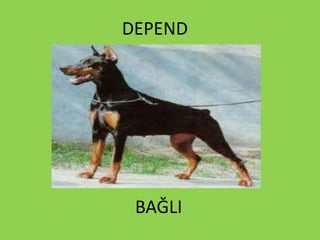 DEPEND
BAĞLI
 