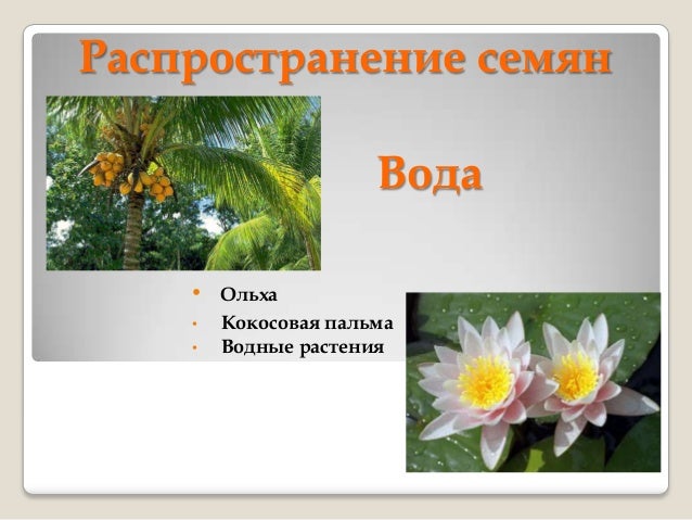 Сообщение о растениях путешественниках