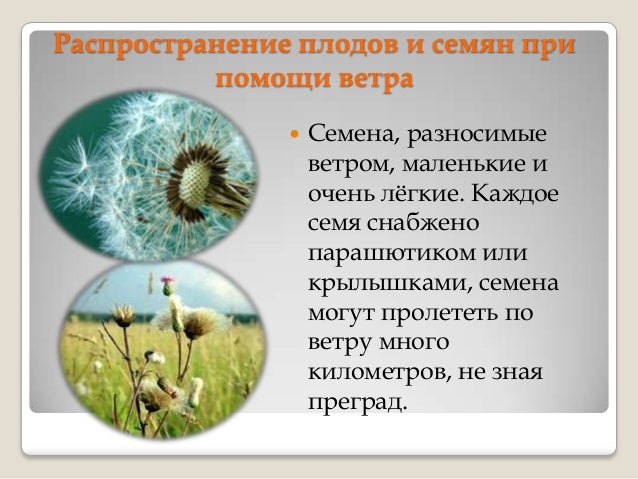 Распространяется ветром в семени содержится. Растения путешественники. ветром распространяются семена. распространение плодов и семян ветром. с помощью ветра распространяются семена.