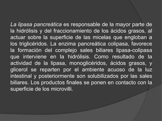 La lipasa pancreática es responsable de la mayor parte de
la hidrólisis y del fraccionamiento de los ácidos grasos, al
actuar sobre la superficie de las micelas que engloban a
los triglicéridos. La enzima pancreática colipasa, favorece
la formación del complejo sales biliares lipasa-colipasa
que interviene en la hidrólisis. Como resultado de la
actividad de la lipasa, monoglicéridos, ácidos grasos, y
glicerol se reparten por el ambiente acuoso de la luz
intestinal y posteriormente son solubilizados por las sales
biliares. Los productos finales se ponen en contacto con la
superficie de los microvilli.
 