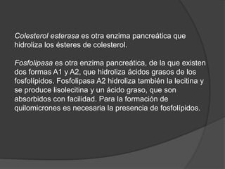 Colesterol esterasa es otra enzima pancreática que
hidroliza los ésteres de colesterol.

Fosfolipasa es otra enzima pancreática, de la que existen
dos formas A1 y A2, que hidroliza ácidos grasos de los
fosfolípidos. Fosfolipasa A2 hidroliza también la lecitina y
se produce lisolecitina y un ácido graso, que son
absorbidos con facilidad. Para la formación de
quilomicrones es necesaria la presencia de fosfolípidos.
 