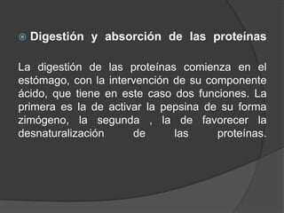   Digestión y absorción de las proteínas

La digestión de las proteínas comienza en el
estómago, con la intervención de su componente
ácido, que tiene en este caso dos funciones. La
primera es la de activar la pepsina de su forma
zimógeno, la segunda , la de favorecer la
desnaturalización     de      las     proteínas.
 