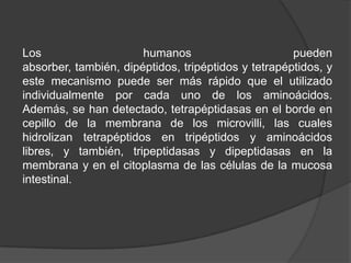 Los                    humanos                       pueden
absorber, también, dipéptidos, tripéptidos y tetrapéptidos, y
este mecanismo puede ser más rápido que el utilizado
individualmente por cada uno de los aminoácidos.
Además, se han detectado, tetrapéptidasas en el borde en
cepillo de la membrana de los microvilli, las cuales
hidrolizan tetrapéptidos en tripéptidos y aminoácidos
libres, y también, tripeptidasas y dipeptidasas en la
membrana y en el citoplasma de las células de la mucosa
intestinal.
 