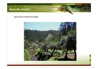 Agricultura tradicional (SAg)
Área de estudo
 
