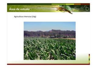 Agricultura intensiva (LAg)
Área de estudo
 