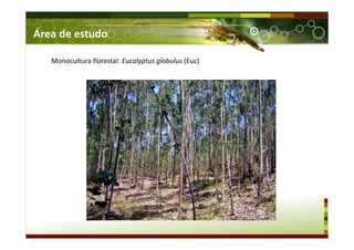 Monocultura florestal: Eucalyptus globulus (Euc)
Área de estudo
 