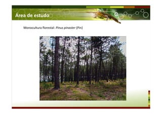 Monocultura florestal: Pinus pinaster (Pin)
Área de estudo
 