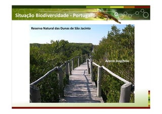 Reserva Natural das Dunas de São Jacinto
Acacia longifolia
Situação Biodiversidade - Portugal
 