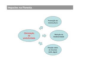 Impactes na Floresta
Otimização
da
produtividade
Promoção da
monocultura
Redução da
biodiversidade
Pressão sobre
os recursos
(solo, água)
 