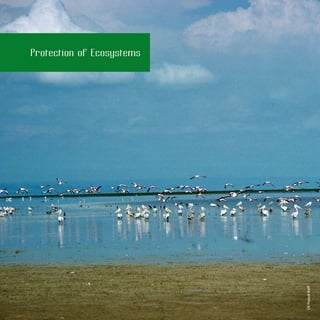 28
Protection of Ecosystems
UNPhoto/BWolff
 