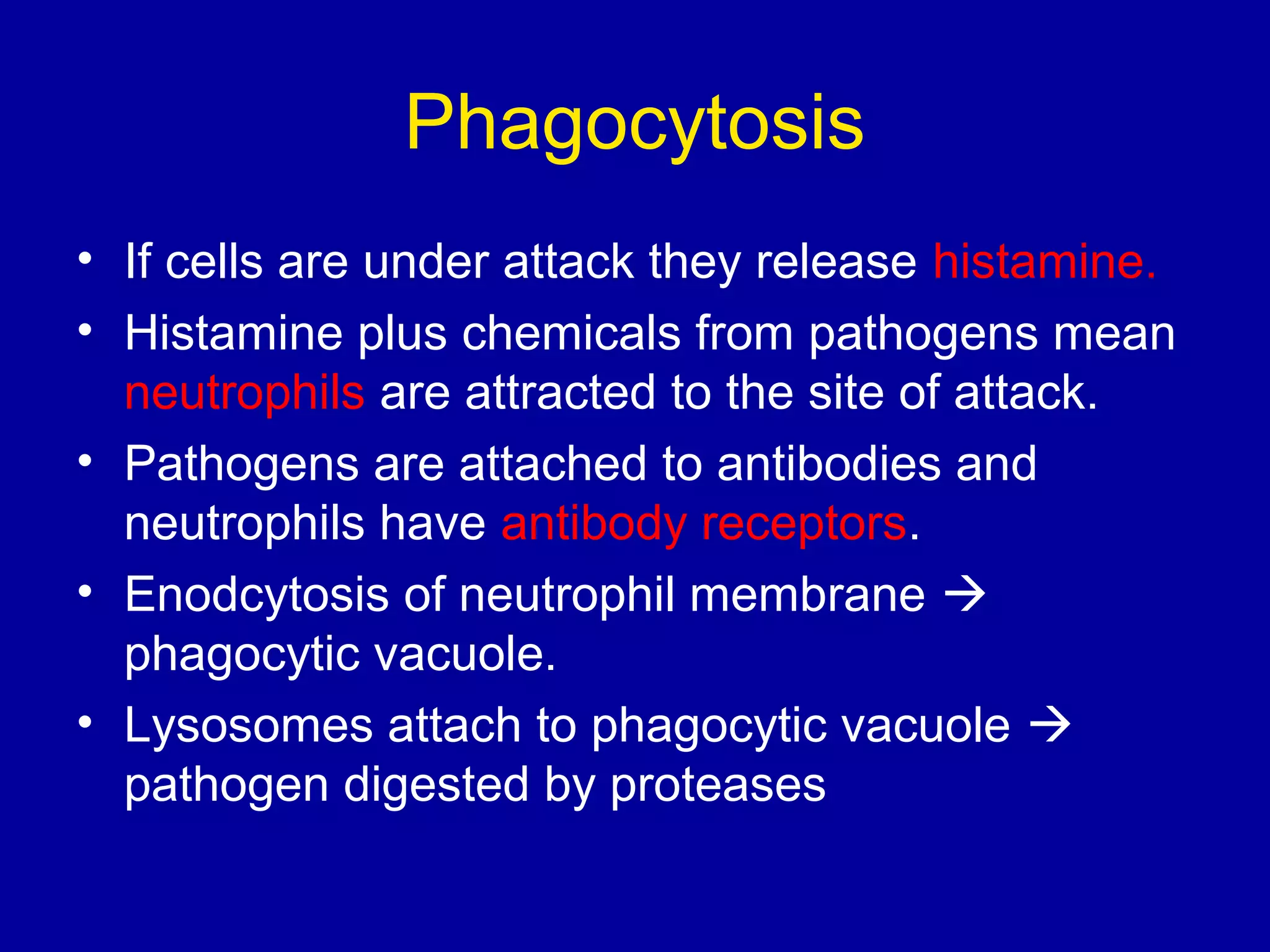 Phagocytosis
• If cells are under attack they release histamine.
• Histamine plus chemicals from pathogens mean
neutrophils are attracted to the site of attack.
• Pathogens are attached to antibodies and
neutrophils have antibody receptors.
• Enodcytosis of neutrophil membrane 
phagocytic vacuole.
• Lysosomes attach to phagocytic vacuole 
pathogen digested by proteases

 