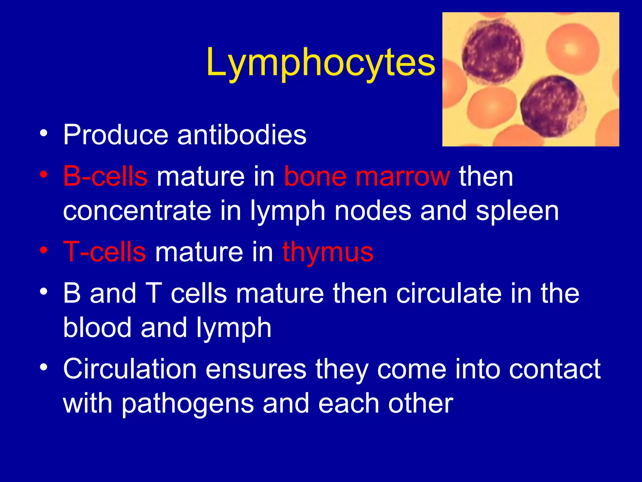 Lymphocytes
• Produce antibodies
• B-cells mature in bone marrow then
concentrate in lymph nodes and spleen
• T-cells mature in thymus
• B and T cells mature then circulate in the
blood and lymph
• Circulation ensures they come into contact
with pathogens and each other

 