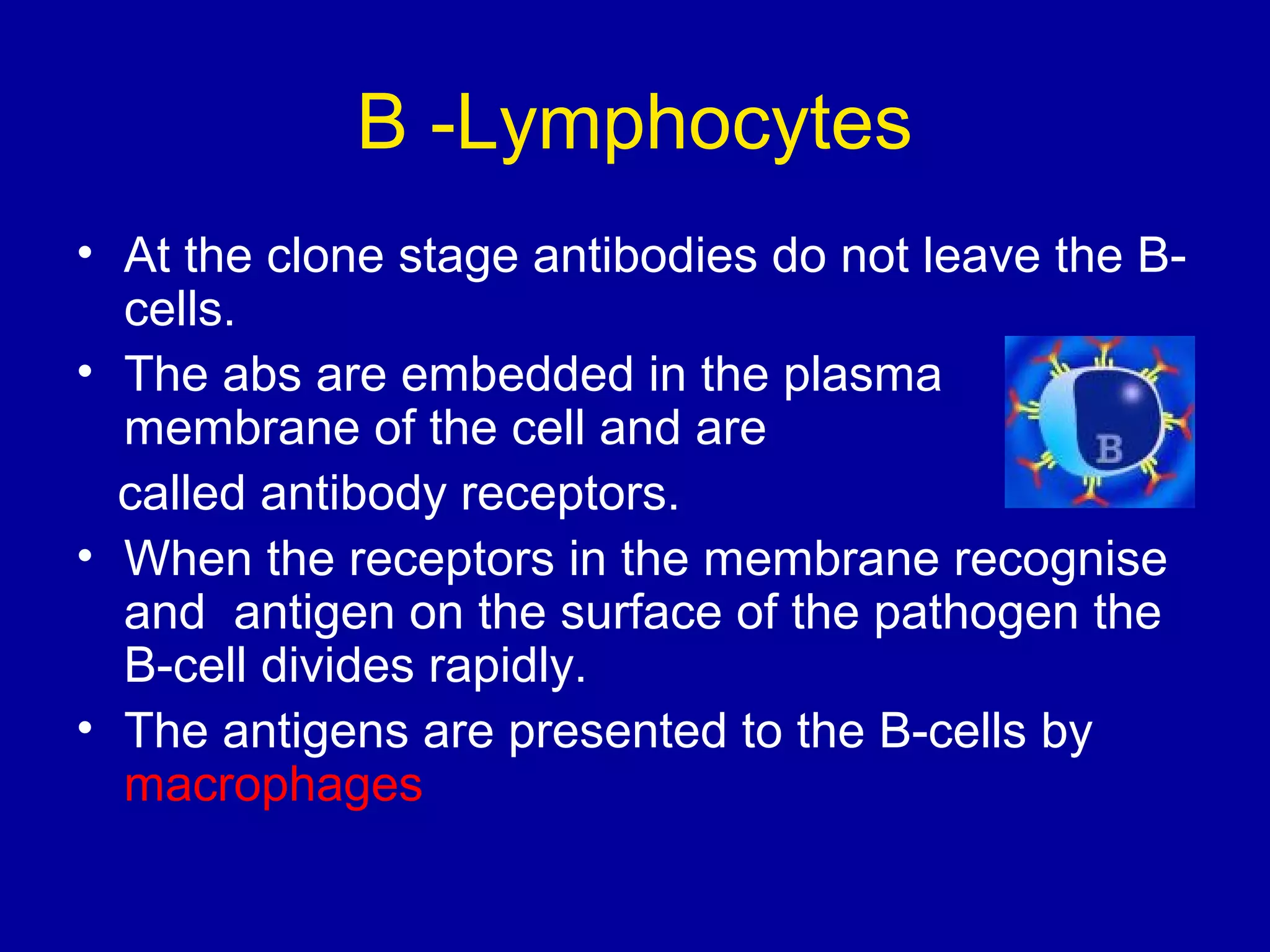 B -Lymphocytes
• At the clone stage antibodies do not leave the Bcells.
• The abs are embedded in the plasma
membrane of the cell and are
called antibody receptors.
• When the receptors in the membrane recognise
and antigen on the surface of the pathogen the
B-cell divides rapidly.
• The antigens are presented to the B-cells by
macrophages

 