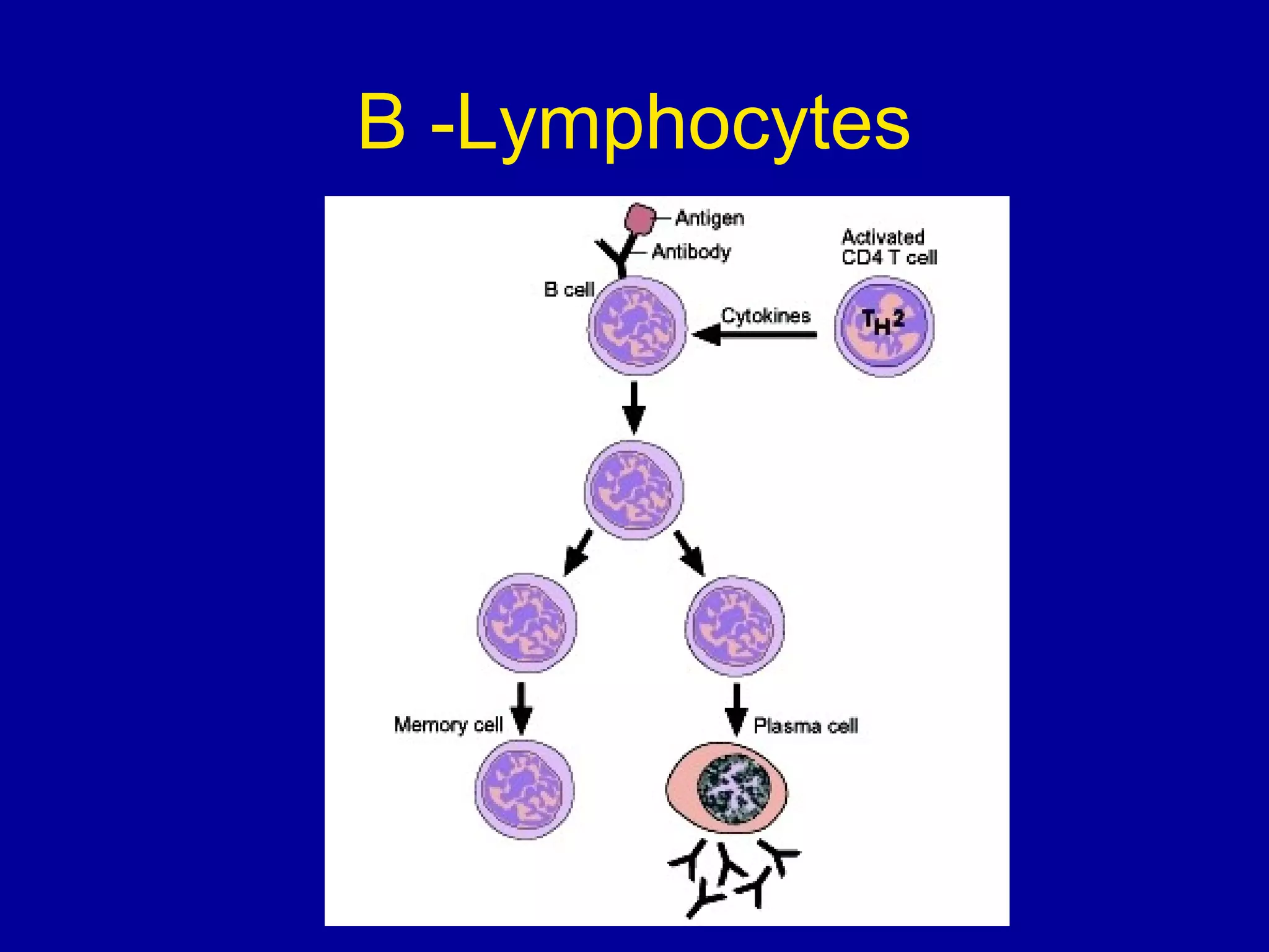 B -Lymphocytes

 