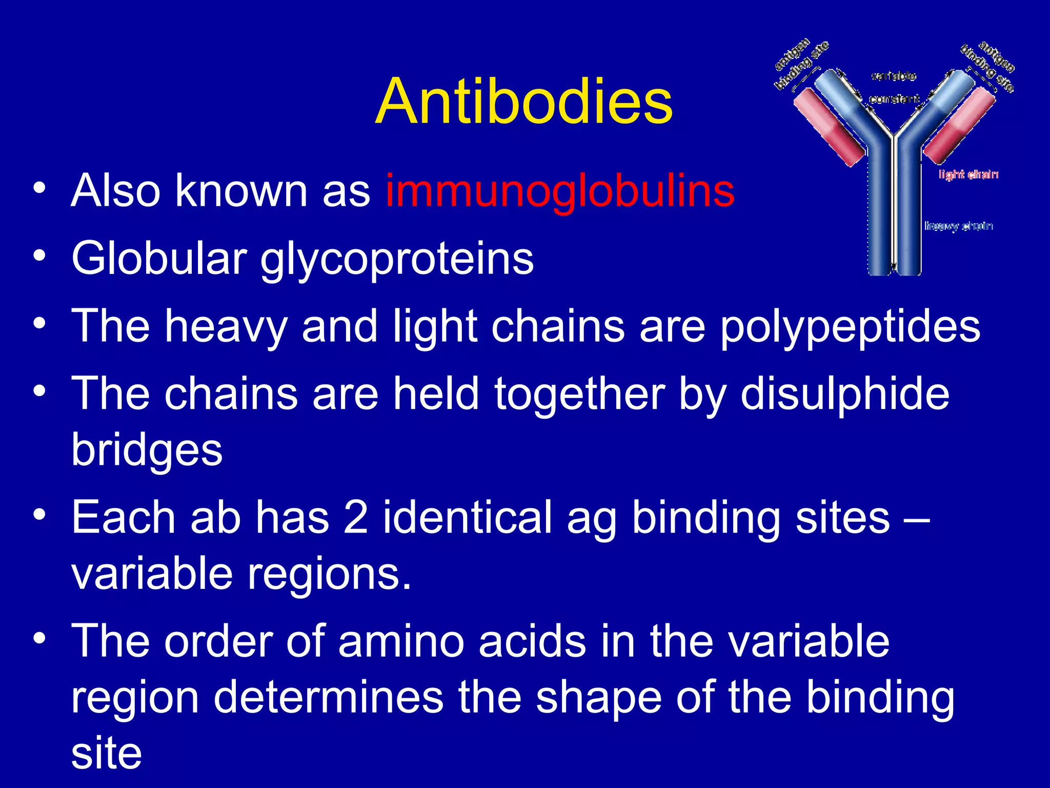 Antibodies
•
•
•
•

Also known as immunoglobulins
Globular glycoproteins
The heavy and light chains are polypeptides
The chains are held together by disulphide
bridges
• Each ab has 2 identical ag binding sites –
variable regions.
• The order of amino acids in the variable
region determines the shape of the binding
site

 