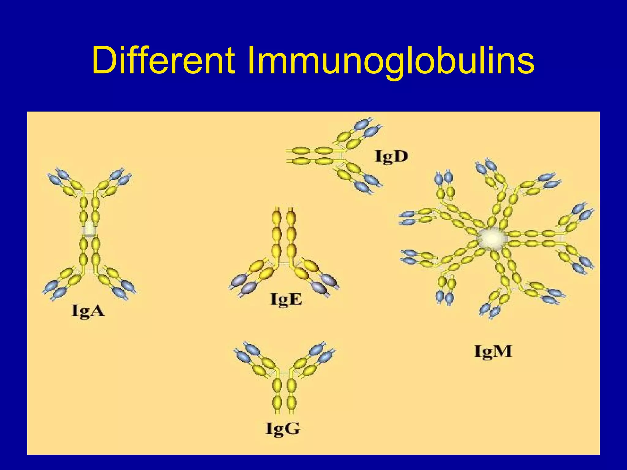Different Immunoglobulins

 