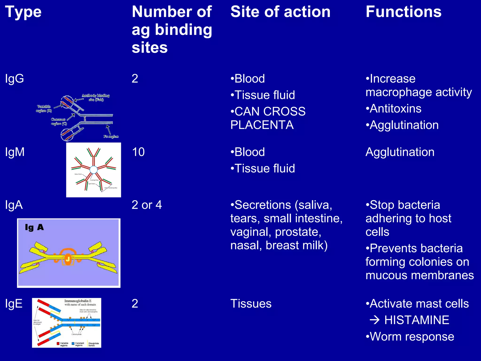 Type

Number of
ag binding
sites

Site of action

Functions

IgG

2

•Blood
•Tissue fluid
•CAN CROSS
PLACENTA

•Increase
macrophage activity
•Antitoxins
•Agglutination

IgM

10

•Blood
•Tissue fluid

Agglutination

IgA

2 or 4

•Secretions (saliva,
tears, small intestine,
vaginal, prostate,
nasal, breast milk)

•Stop bacteria
adhering to host
cells
•Prevents bacteria
forming colonies on
mucous membranes

IgE

2

Tissues

•Activate mast cells
 HISTAMINE
•Worm response

 