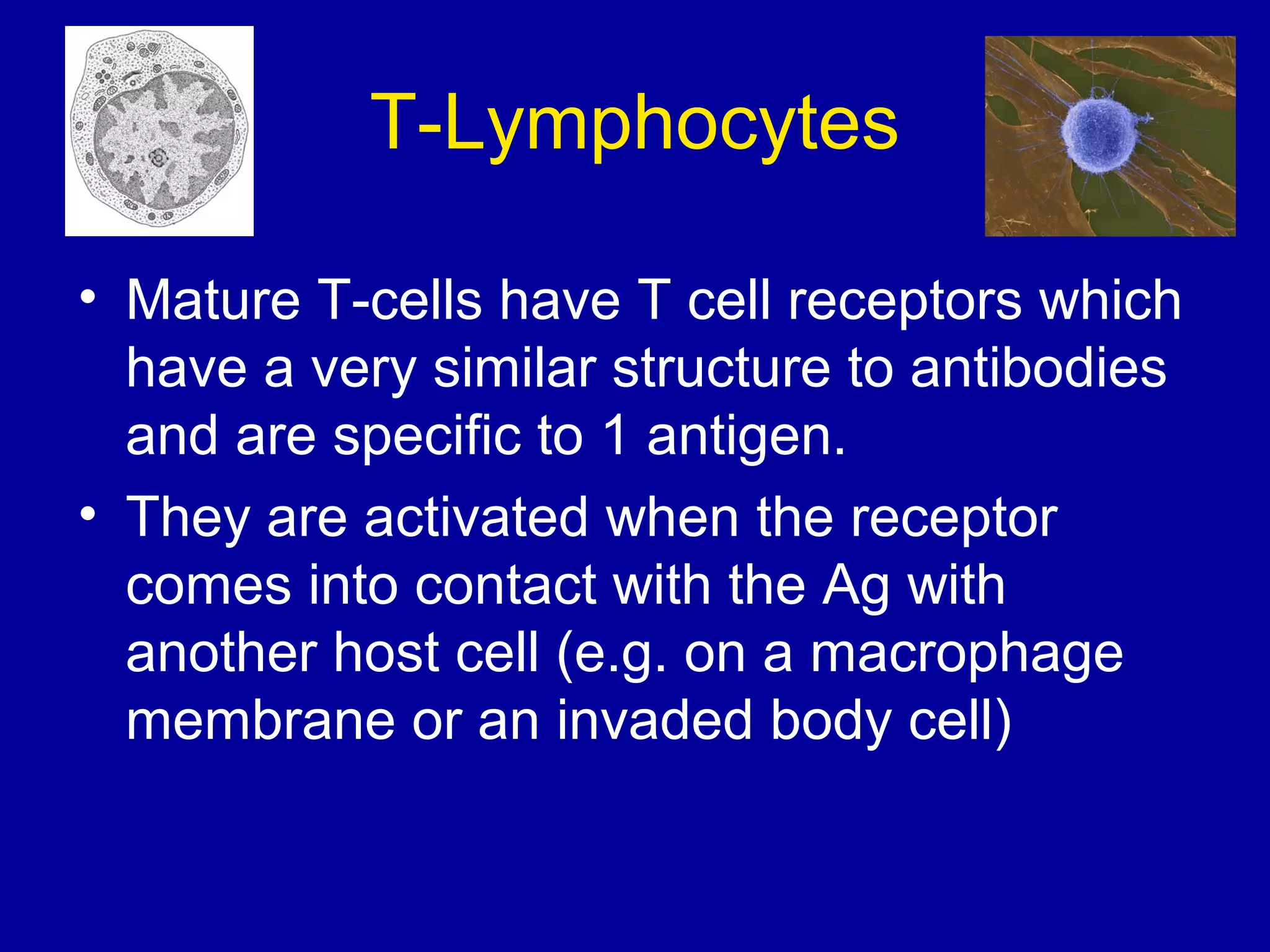 T-Lymphocytes
• Mature T-cells have T cell receptors which
have a very similar structure to antibodies
and are specific to 1 antigen.
• They are activated when the receptor
comes into contact with the Ag with
another host cell (e.g. on a macrophage
membrane or an invaded body cell)

 