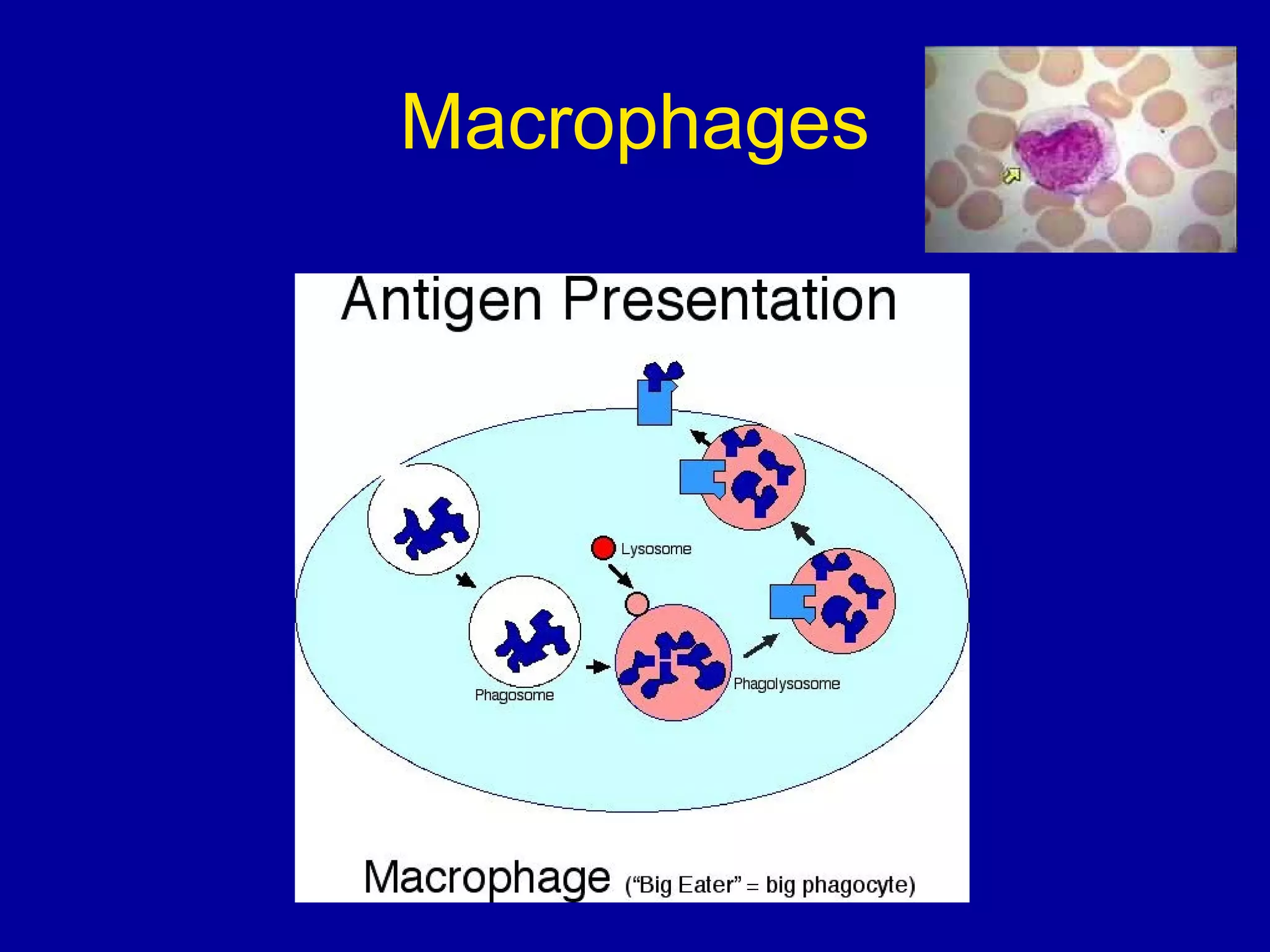 Macrophages

 