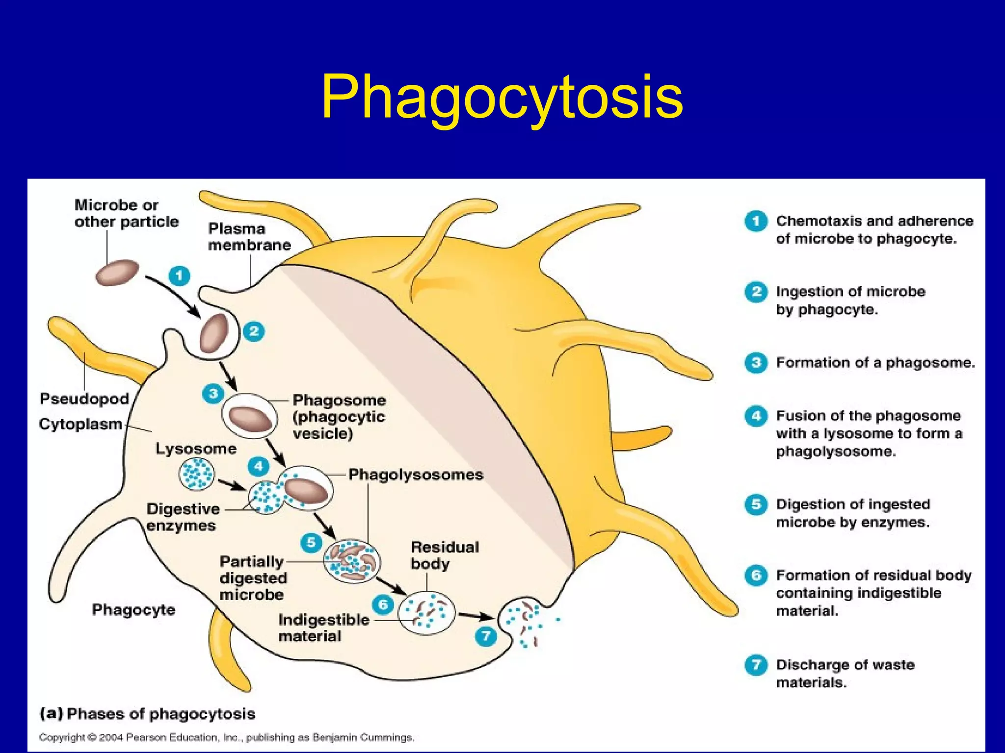 Phagocytosis

 