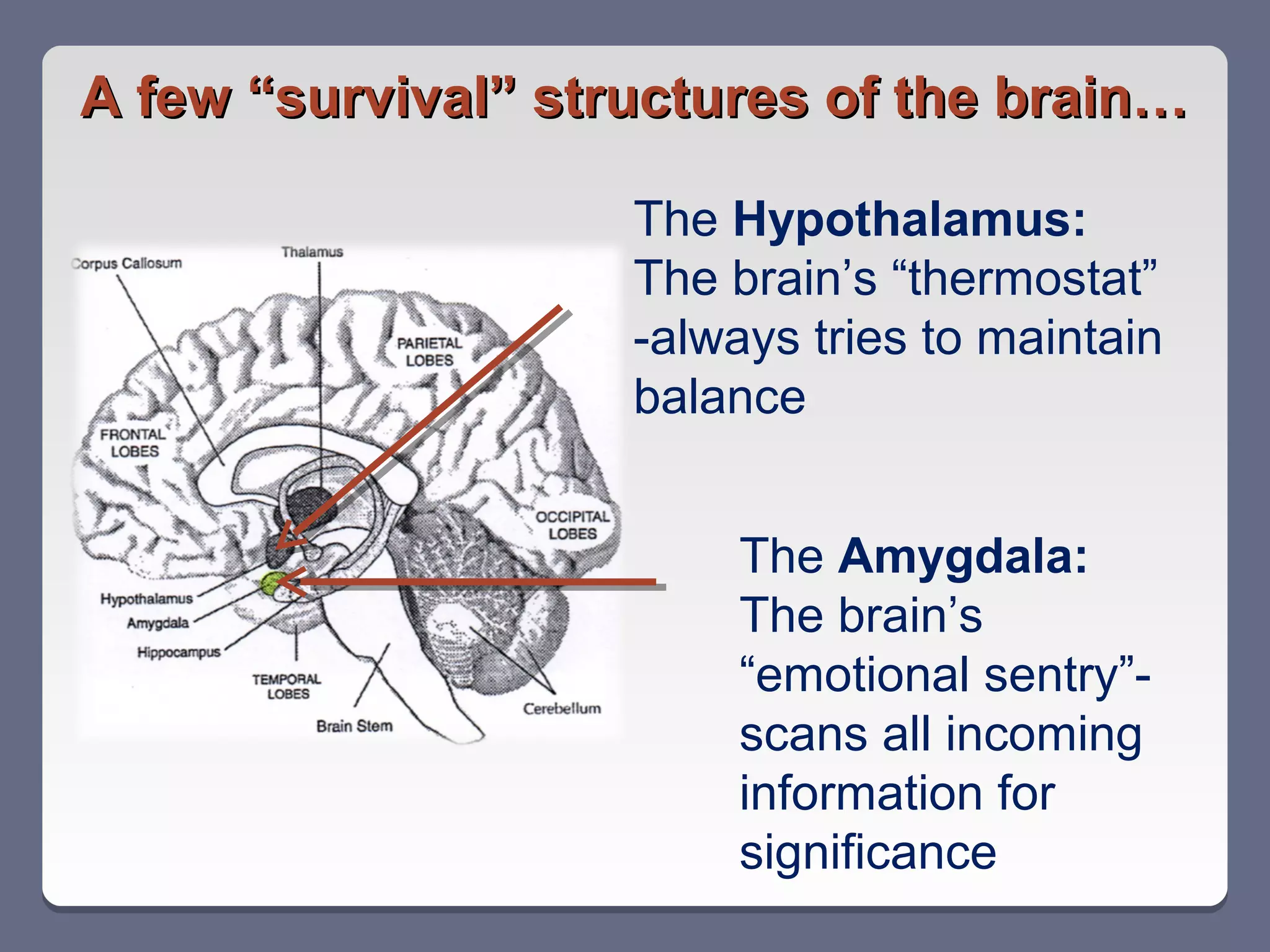 A few “survival” structures of the brain…

                    The Hypothalamus:
                    The brain’s “thermostat”
                    -always tries to maintain
                    balance


                        The Amygdala:
                        The brain’s
                        “emotional sentry”-
                        scans all incoming
                        information for
                        significance
 