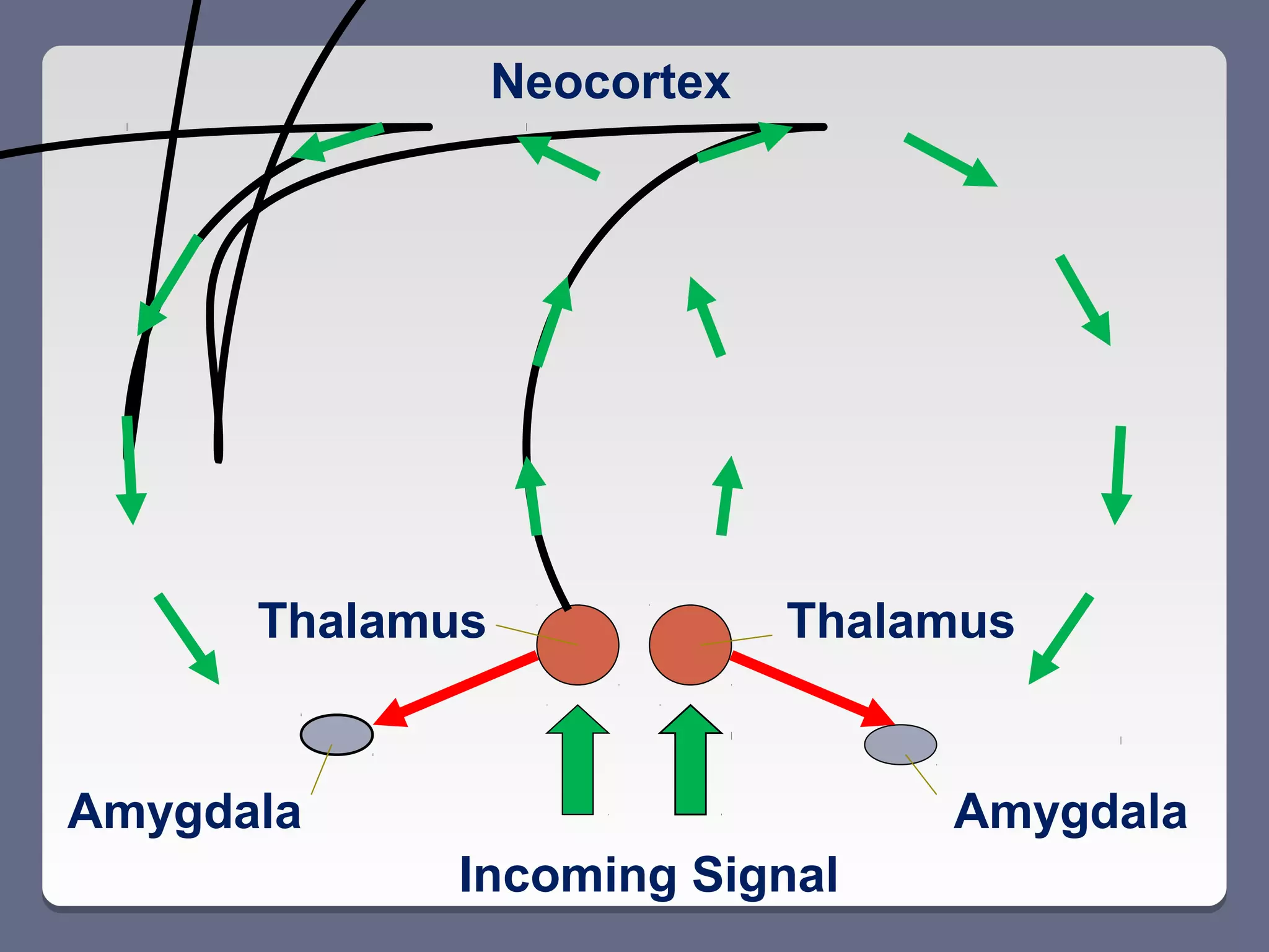 Neocortex




      Thalamus               Thalamus


Amygdala                          Amygdala
             Incoming Signal
 