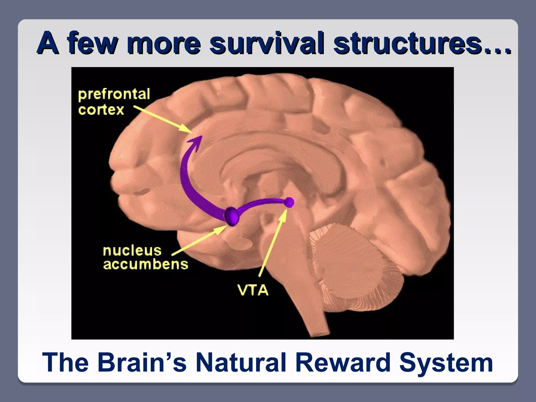 A few more survival structures…




The Brain’s Natural Reward System
 