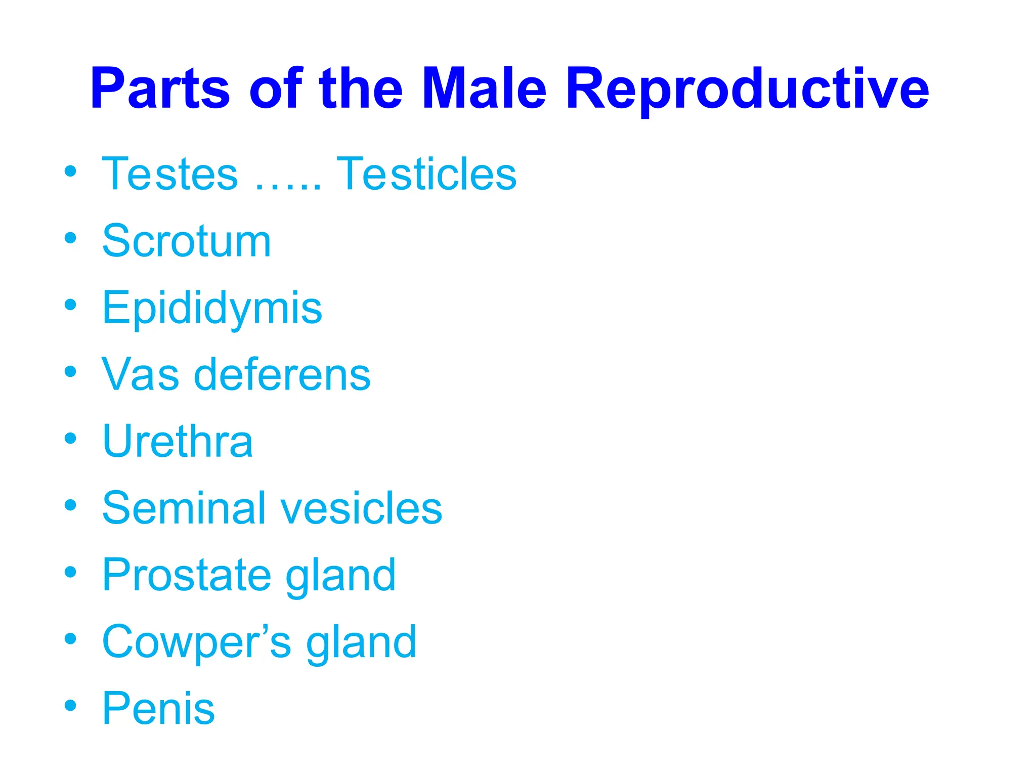12-13 Male Reproductive system Powerpoint.ppt