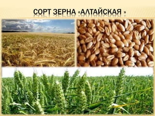 СОРТ ЗЕРНА «АЛТАЙСКАЯ »
 