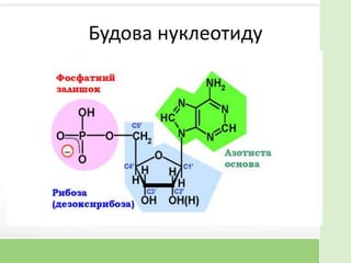 Будова нуклеотиду
 