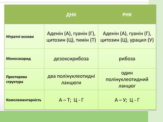 ДНК РНК
Нітратні основи
Аденін (А), гуанін (Г),
цитозин (Ц), тимін (Т)
Аденін (А), гуанін (Г),
цитозин (Ц), урацил (У)
Моносахарид дезоксирибоза рибоза
Просторова
структура
два полінуклеотидні
ланцюги
один
полінуклеотидний
ланцюг
Комплементарність А – Т; Ц - Г А – У; Ц - Г
 