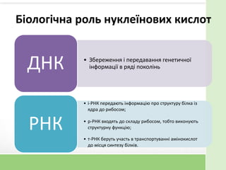 Біологічна роль нуклеїнових кислот
• Збереження і передавання генетичної
інформації в ряді поколіньДНК
• і-РНК передають інформацію про структуру білка із
ядра до рибосом;
• р-РНК входять до складу рибосом, тобто виконують
структурну функцію;
• т-РНК беруть участь в транспортуванні амінокислот
до місця синтезу білків.
РНК
 