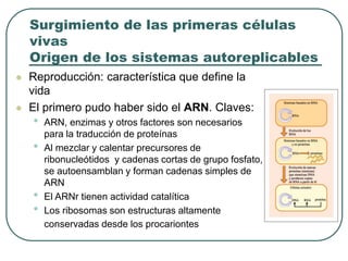 Surgimiento de las primeras células 
vivas 
Origen de los sistemas autoreplicables 
 Reproducción: característica que define la 
vida 
 El primero pudo haber sido el ARN. Claves: 
• ARN, enzimas y otros factores son necesarios 
para la traducción de proteínas 
• Al mezclar y calentar precursores de 
ribonucleótidos y cadenas cortas de grupo fosfato, 
se autoensamblan y forman cadenas simples de 
ARN 
• El ARNr tienen actividad catalítica 
• Los ribosomas son estructuras altamente 
conservadas desde los procariontes 
 