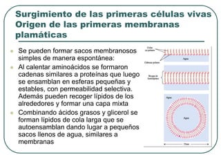 Surgimiento de las primeras células vivas 
Origen de las primeras membranas 
plamáticas 
 Se pueden formar sacos membranosos 
simples de manera espontánea: 
 Al calentar aminoácidos se formaron 
cadenas similares a proteínas que luego 
se ensamblan en esferas pequeñas y 
estables, con permeabilidad selectiva. 
Además pueden recoger lípidos de los 
alrededores y formar una capa mixta 
 Combinando ácidos grasos y glicerol se 
forman lípidos de cola larga que se 
autoensamblan dando lugar a pequeños 
sacos llenos de agua, similares a 
membranas 
 