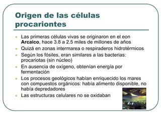 Origen de las células 
procariontes 
 Las primeras células vivas se originaron en el eon 
Arcaico, hace 3.8 a 2.5 miles de millones de años 
 Quizá en zonas intermarea o respiraderos hidrotérmicos 
 Según los fósiles, eran similares a las bacterias: 
procariotas (sin núcleo) 
 En ausencia de oxígeno, obtenían energía por 
fermentación 
 Los procesos geológicos habían enriquecido los mares 
con compuestos orgánicos: había alimento disponible, no 
había depredadores 
 Las estructuras celulares no se oxidaban 
 