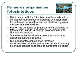 Primeros organismos 
fotosintéticos 
 Hace cerca de 3.5 a 3.2 miles de millones de años, 
en algunas eubacterias anaerobias evolucionaron 
los sistemas de transferencia de electrones y otros 
mecanismos metabólicos 
 Fueron las primeras en practicar la vía cíclica de la 
fotosíntesis usando la energía solar como fuente 
ilimitada de energía 
 Sus descendientes dominaron el mundo durante 
casi 2 mil millones de años 
 Sus abundantes poblaciones formaron 
estromatolitos: tapetes que recolectan sedimentos y 
se endurecen por depósitos de carbonato de calcio 
 