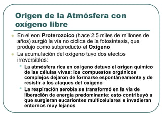 Origen de la Atmósfera con 
oxígeno libre 
 En el eon Proterozoico (hace 2.5 miles de millones de 
años) surgió la vía no cíclica de la fotosíntesis, que 
produjo como subproducto el Oxígeno 
 La acumulación del oxígeno tuvo dos efectos 
irreversibles: 
• La atmósfera rica en oxígeno detuvo el origen químico 
de las células vivas: los compuestos orgánicos 
complejos dejaron de formarse espontáneamente y de 
resistir a los ataques del oxígeno 
• La respiración aerobia se transformó en la vía de 
liberación de energía predominante: esto contribuyó a 
que surgieran eucariontes multicelulares e invadieran 
entornos muy lejanos 
 