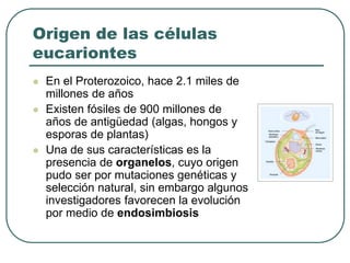 Origen de las células 
eucariontes 
 En el Proterozoico, hace 2.1 miles de 
millones de años 
 Existen fósiles de 900 millones de 
años de antigüedad (algas, hongos y 
esporas de plantas) 
 Una de sus características es la 
presencia de organelos, cuyo origen 
pudo ser por mutaciones genéticas y 
selección natural, sin embargo algunos 
investigadores favorecen la evolución 
por medio de endosimbiosis 
 