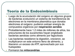 Teoría de la Endosimbiosis 
 Luego de la acumulación del oxígeno en algunos grupos 
de bacterias evolucionó un sistema de transferencia de 
electrones en la membrana plasmática que donaba 
electrones al oxígeno: pudieron extraer energía de 
compuestos orgánicos por respiración aerobia 
 Probablemente hace 1.2 miles de millones de años, los 
precursores de los eucariontes hayan englobado 
bacterias aerobias como alimento por fagocitosis 
 Las bacterias resistieron la digestión, crecieron, se 
multiplicaron en este entorno lleno de alimento, y 
liberaron un exceso de ATP, aprovechado por sus 
huéspedes 
 Formaron las mitocondrias 
 