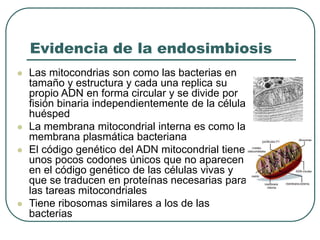 Evidencia de la endosimbiosis 
 Las mitocondrias son como las bacterias en 
tamaño y estructura y cada una replica su 
propio ADN en forma circular y se divide por 
fisión binaria independientemente de la célula 
huésped 
 La membrana mitocondrial interna es como la 
membrana plasmática bacteriana 
 El código genético del ADN mitocondrial tiene 
unos pocos codones únicos que no aparecen 
en el código genético de las células vivas y 
que se traducen en proteínas necesarias para 
las tareas mitocondriales 
 Tiene ribosomas similares a los de las 
bacterias 
 