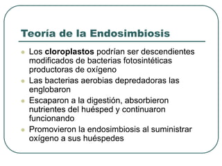 Teoría de la Endosimbiosis 
 Los cloroplastos podrían ser descendientes 
modificados de bacterias fotosintéticas 
productoras de oxígeno 
 Las bacterias aerobias depredadoras las 
englobaron 
 Escaparon a la digestión, absorbieron 
nutrientes del huésped y continuaron 
funcionando 
 Promovieron la endosimbiosis al suministrar 
oxígeno a sus huéspedes 
 