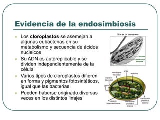 Evidencia de la endosimbiosis 
 Los cloroplastos se asemejan a 
algunas eubacterias en su 
metabolismo y secuencia de ácidos 
nucleicos 
 Su ADN es autoreplicable y se 
dividen independientemente de la 
célula 
 Varios tipos de cloroplastos difieren 
en forma y pigmentos fotosintéticos, 
igual que las bacterias 
 Pueden haberse originado diversas 
veces en los distintos linajes 
 