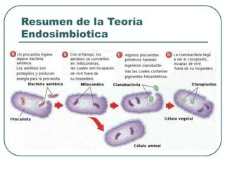Resumen de la Teoría 
Endosimbiotica 
 