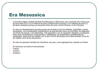 Era Mesozoica 
 La Era Secundaria, también llamada Era Mesozoica o Mesozoico, fue un periodo de la Tierra que 
se inició hace 251,0 ± 0,4 millones de años y finalizó hace unos 65,5 ± 0,3 millones de años.[1] 
Se llama mesozoico porque se encuentra entre dos eras, la Era Primaria y la Era Terciaria. 
 En esta era desaparecieron grandes grupos de animales como los trilobites, graptolites y peces 
acorazados. Los invertebrados característicos de este período fueron los Amonites, de caparazón 
con forma de caracol, y los belemnites, más pequeños y con el caparazón alargado y puntiagudo, 
entre otros equinodermos, braquiópodos y cefalópodos. Se desarrollaron ampliamente los 
vertebrados, sobre todo los reptiles, por lo que a la Era Secundaria se le llama también la Era de 
los reptiles o Era de los dinosaurios. 
 En esta era aparecen también los mamíferos, las aves, y las angiospermas o plantas con flores. 
 El mesozoico se divide en tres periodos: 
 Triásico 
 Jurásico 
 Cretácico 
 