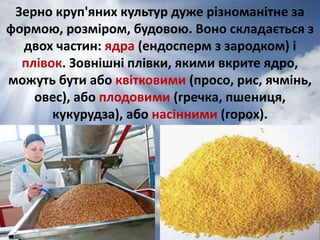 Зерно круп'яних культур дуже різноманітне за 
формою, розміром, будовою. Воно складається з 
двох частин: ядра (ендосперм з зародком) і 
плівок. Зовнішні плівки, якими вкрите ядро, 
можуть бути або квітковими (просо, рис, ячмінь, 
овес), або плодовими (гречка, пшениця, 
кукурудза), або насінними (горох). 
 