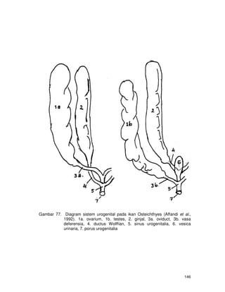 12. sistem urogenital | PDF