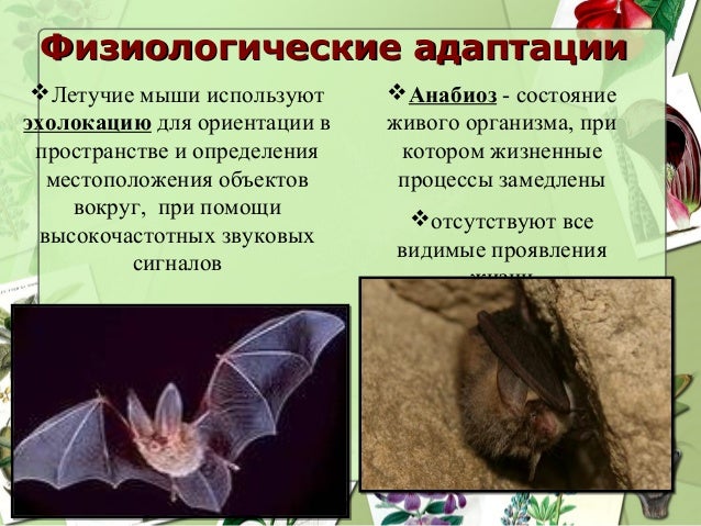 Физиологические адаптации являются. Физиологические адаптации являются