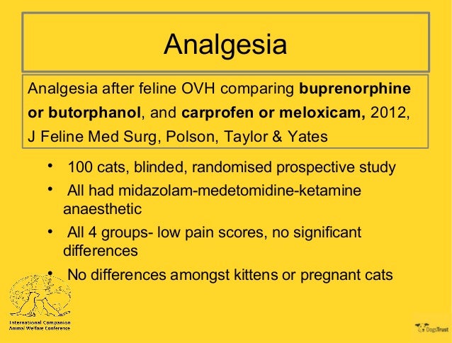 ICAWC 2014 - Neutering Kittens - Emma Stevenson