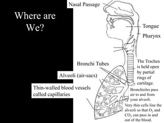 Nasal Passage 
Bronchi Tubes 
Alveoli (air-sacs) 
Thin-walled blood vessels 
called capillaries 
Tongue 
Pharynx 
The Trachea 
is held open 
by partial 
rings of 
cartilage. 
Bronchioles pass 
air to and from 
your alveoli. 
Very thin cells line the 
alveoli so that O2 and 
CO2 can pass in and 
out of the blood. 
Where are 
We? 
 